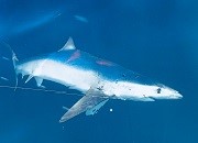 The Blue Shark displays classic countershading, with the ocean-blue topside blending into the ocean when viewed from above and the white underside blending in with the light from above.