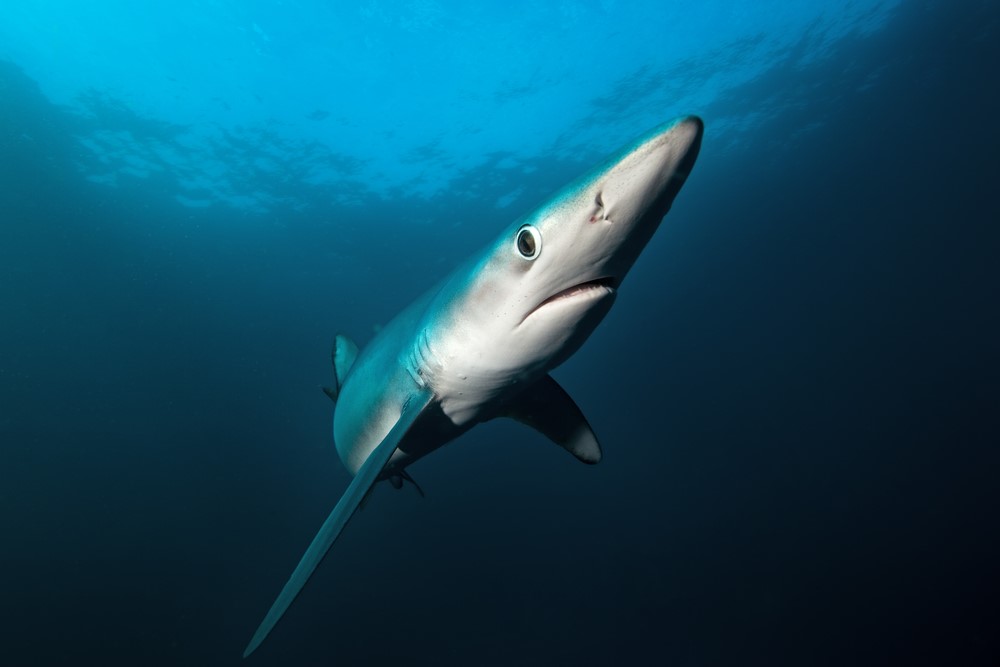 A inquisitive Blue Shark inspecting a camera lens. The shark has no swimbladder and is denser than seawater so has evolved large pectoral fins and flattened belly to provide lift. Additionally, sharks store the low-density compound squalene in their livers.
